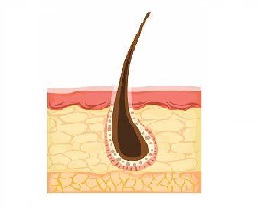 چکاب سلامت پوست و مو